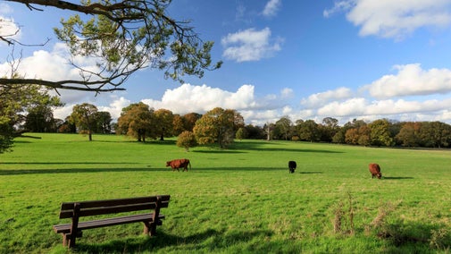 Cattle grazing in the parkland on a bright day at Hatchlands Park, Surrey